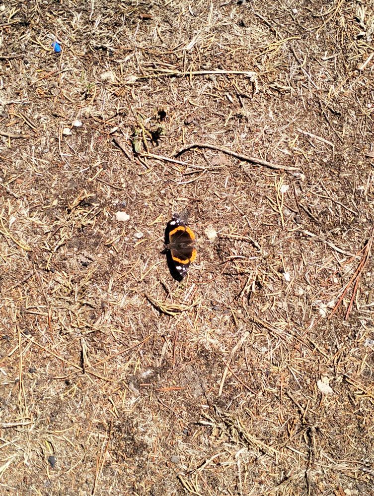 Papillon noir, orange et blanc que j'ai vu à Quiberon.