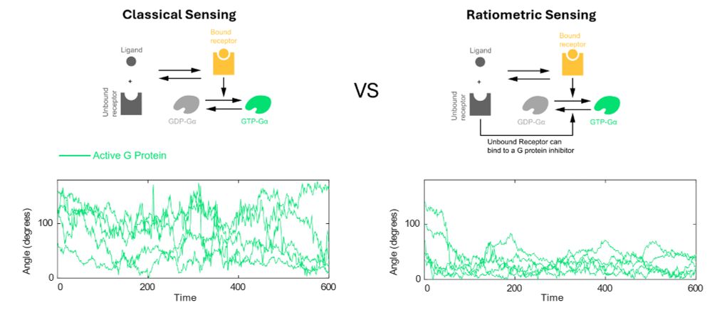 Schematic showing that gradient estimates by ratiometric sensing outperform estimates by classical sensing.