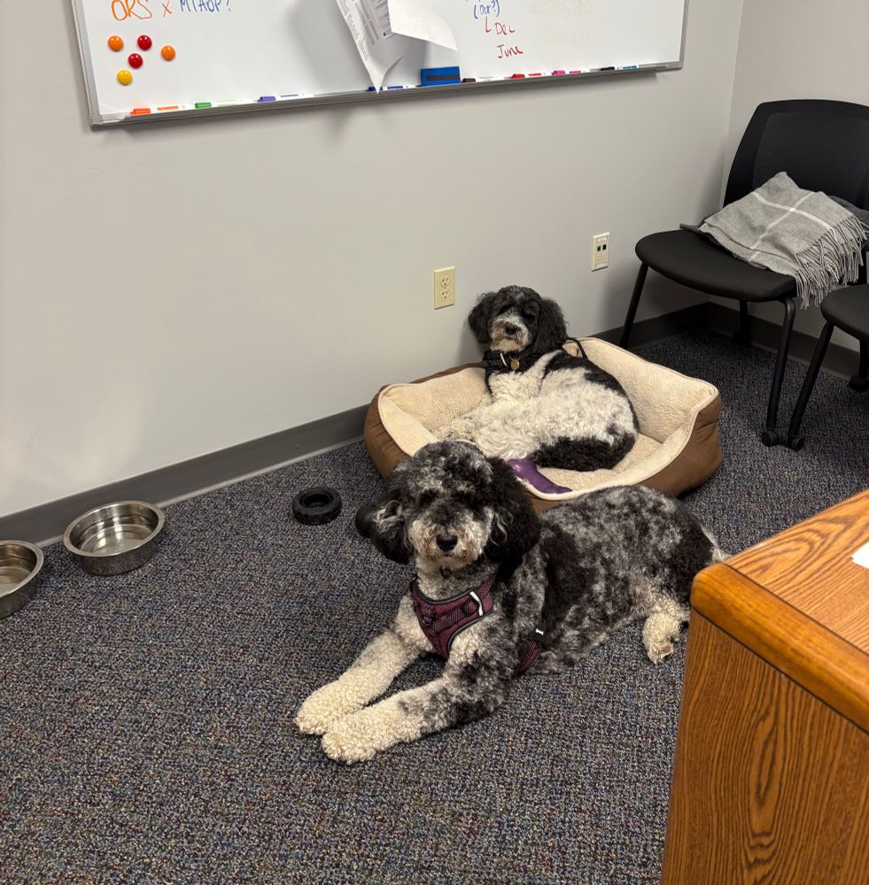 Two medium size dogs chilling on the floor of an office near a whiteboard. 