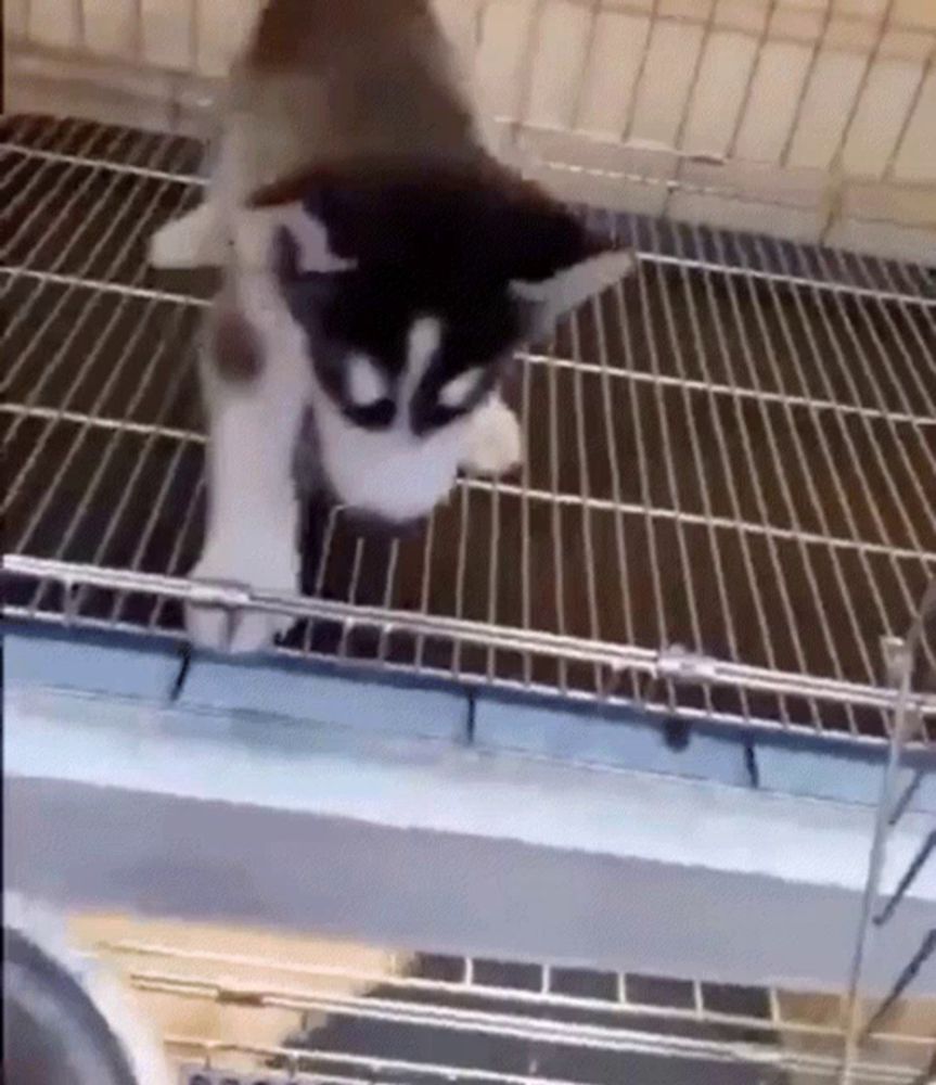 a husky puppy is standing on top of a wire cage in a cage .