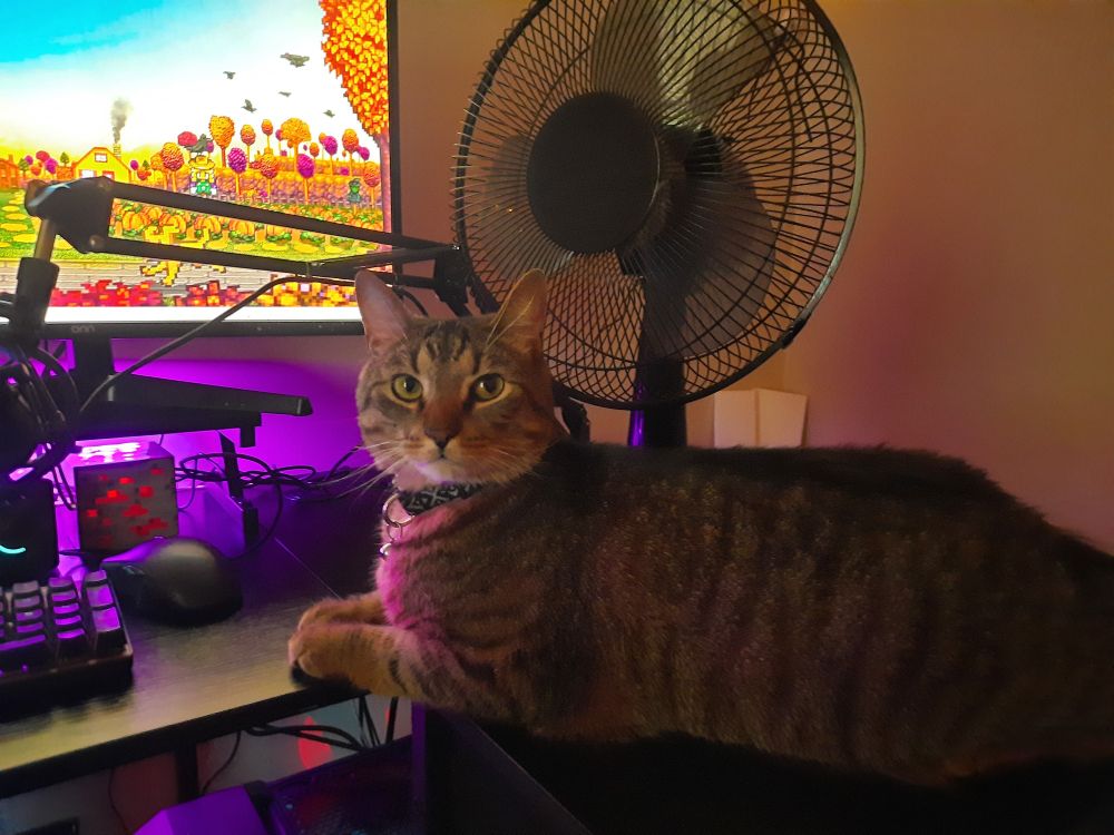 Grey tabby cat sitting on a computer desk with LED lights