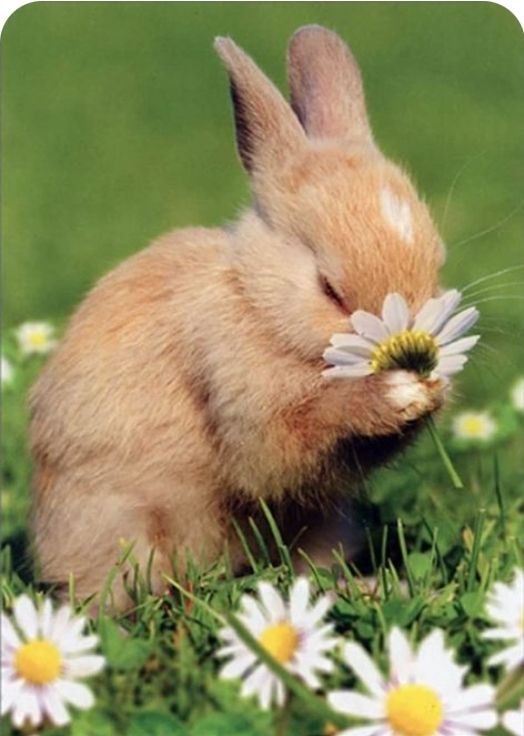 A tan bunny sniffing a flower