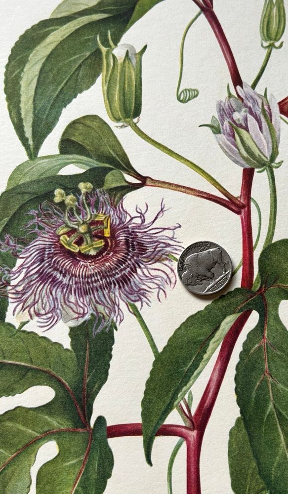 MAYPOP
Passiflora incarnata Linnaeus
The Passionflower Family of three hundred and fifty species is exclusively American, and nearly all the species are inhabitants of the tropics. Only a few are found in the United States and of these the maypop is hardy as far north as Virginia and even farther northward.
It is a vigorous vine, often growing thirty feet in length, with many tendrils and rich green leaves. The peculiarly scented flowers attract universal attention by their complicated structure and coloring. The various organs of the flower suggested to the devout spaniards the objects associated with the passion of our Lord, and the Latin name was given in consequence. The fruit is as large as a hen's egg and pale yellow. Its smooth rind is very tough, and the many and large seeds are surrounded by a juicy sweet pulp, which is eaten by children. Some of the tropical passionflowers are highly estecmed for their edible fruits of superior flavor. The common name of the Plant refers to the loud popping noise that it makes when squeezed until it bursts. Tennessee has adopted it as the State flower.
The maypop grows from Florida to Texas and northward to Virginia, southern Indiana, and Missouri. It is casily cultivated, but is not safe to introduce into small gardens, because of its spreading tendencies.
The sketch was made from specimens secured near Savannah, Georgia.