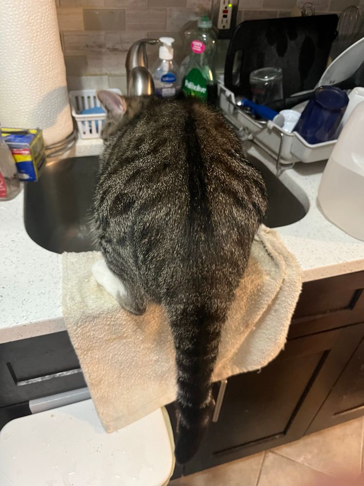 Goodie, not 3 minutes later, looking for food in an empty sink