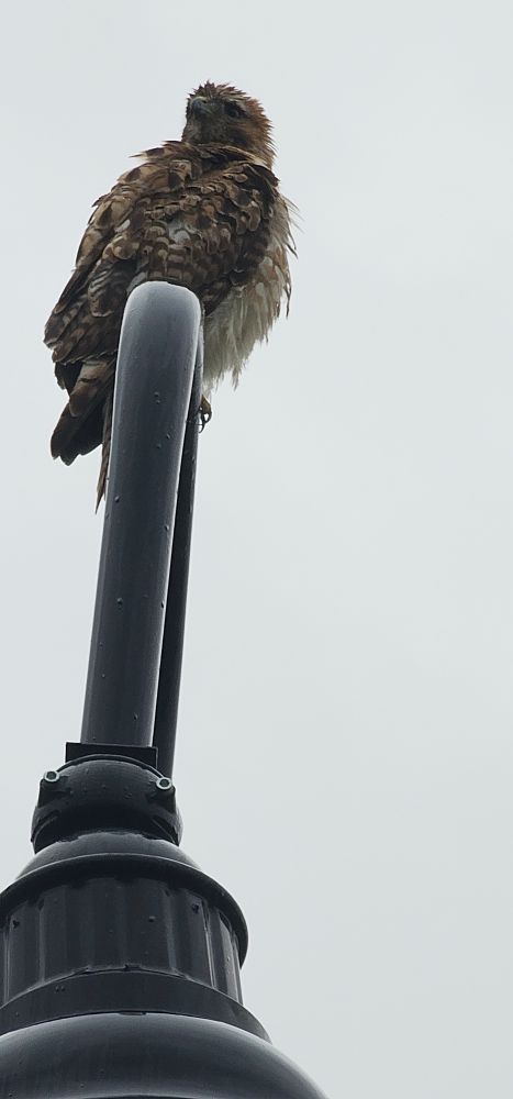 A red tail hawk sits on top of a light post against a gray sky