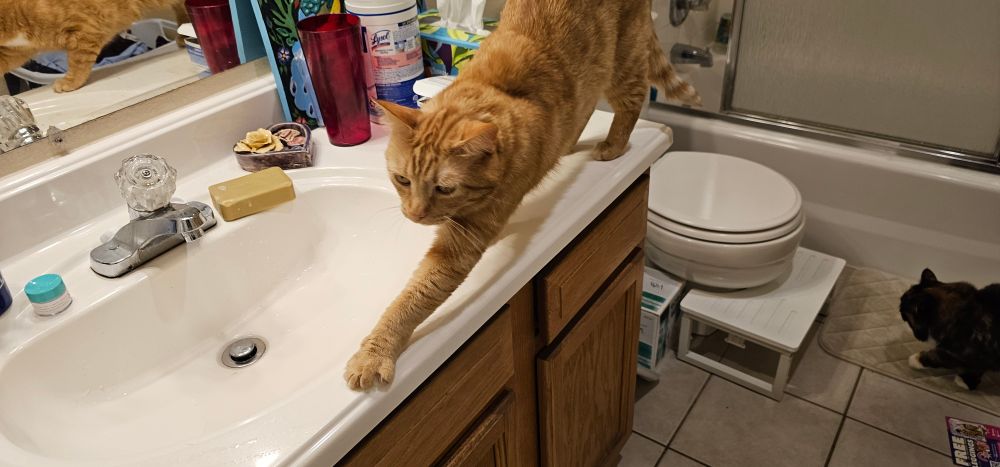 Orange cat stretching on the front edge of the bathroom sink