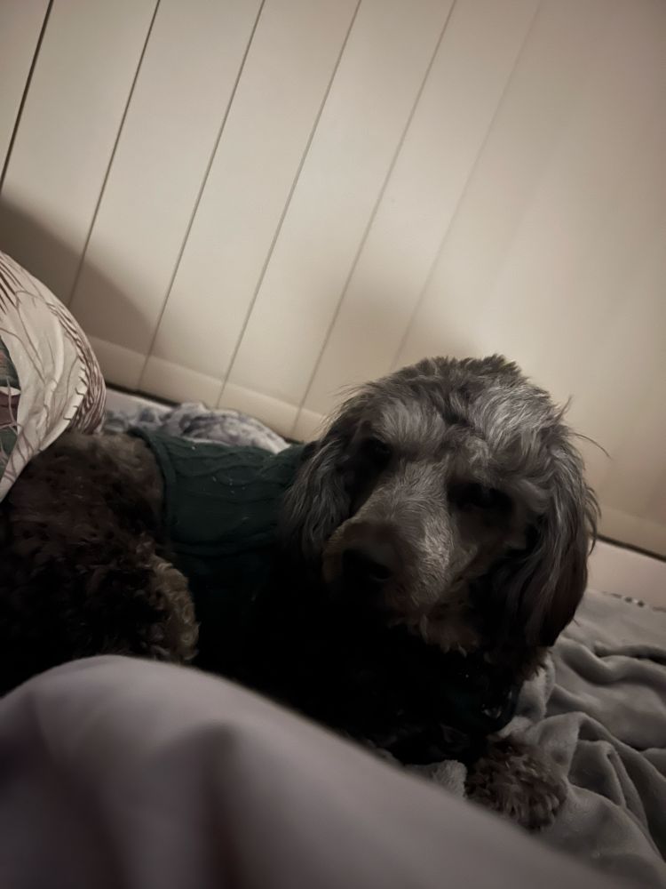 Toby the black cavoodle on a bed among blankets somehow managing to give impressive side eye from the front. 