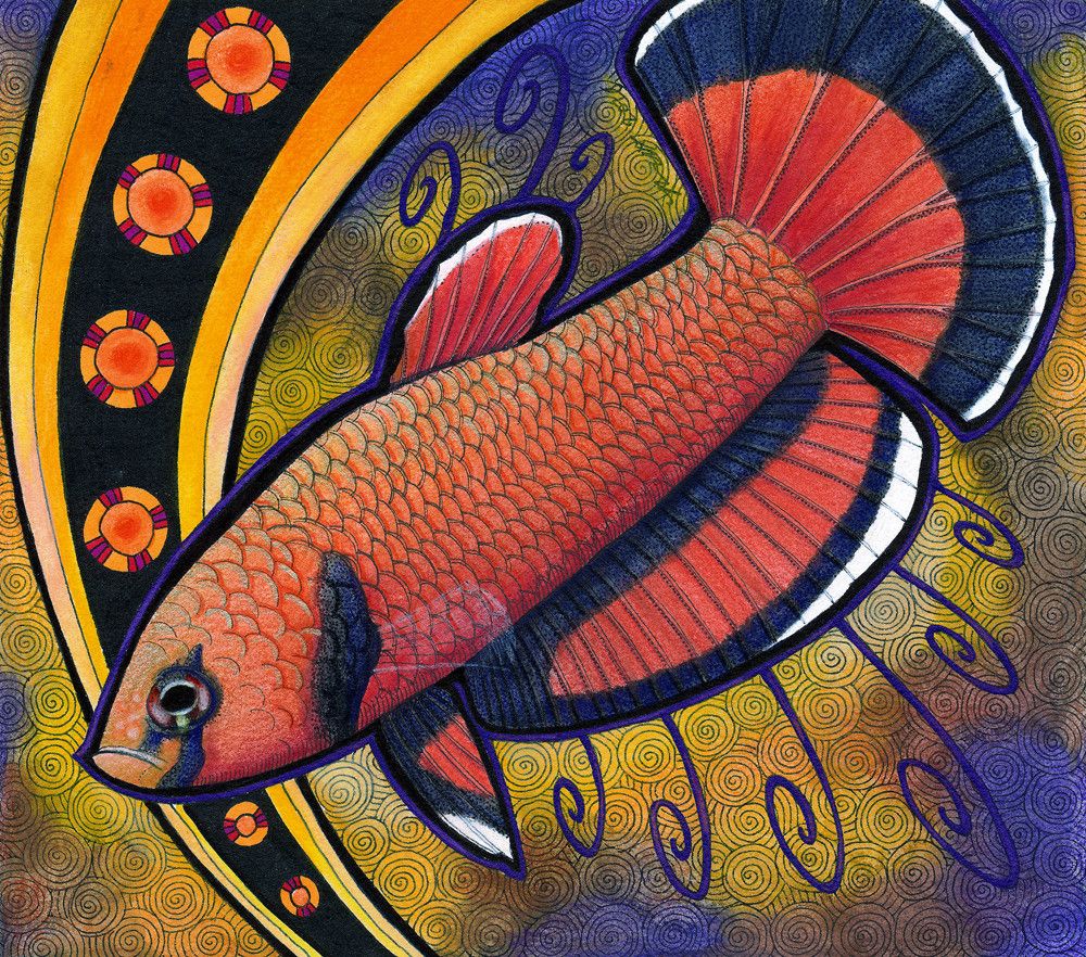 An illustration by Pia Ravenari of a fish in coloured pencil and ink called Betta channoides (no common name). It is an orange-reddish fish with gold highlights, and black patterns across the fins and face, against a gold and violet background. 