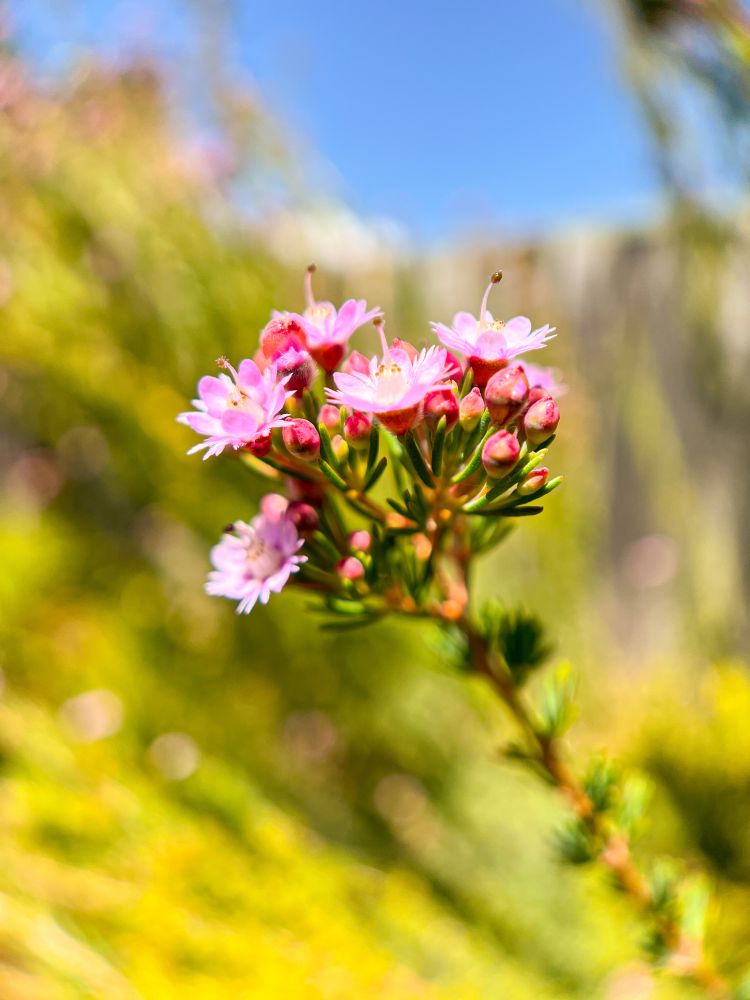 Close up of a Verticordia which has many light pink feathery flowers and and darker pink buds at the end of a thin woody stalk with small spiky green leaves. The flowers are complex and ruffly and tiny. The outside light is very bright. 