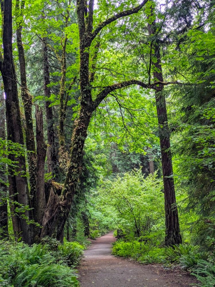A peaceful dirt trail cuts through a dense, green forest filled with tall, moss-draped trees and thick undergrowth. Ferns blanket the forest floor, while vibrant green leaves form a canopy overhead, filtering the daylight into soft, diffused light. The path gently curves ahead, inviting the viewer deeper into the tranquil woodland scene.
