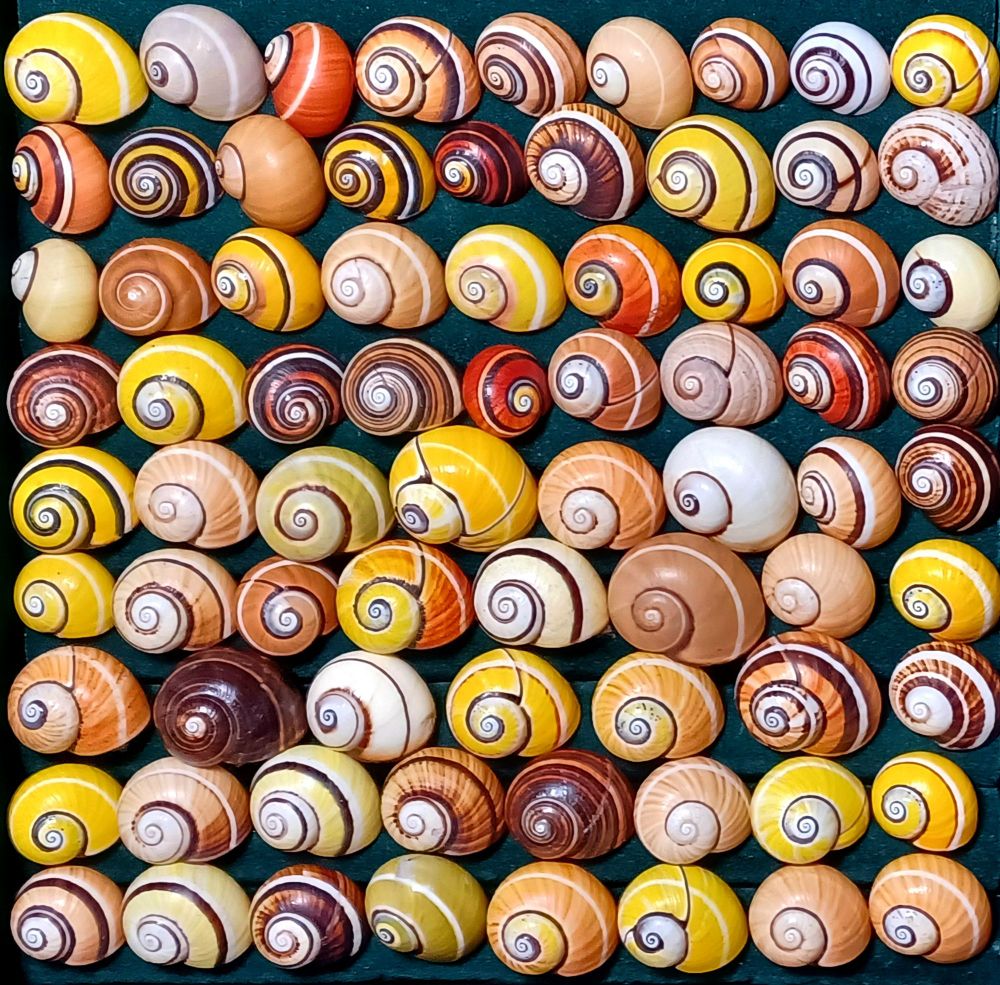 A square array of Polymita picta snails. They present colours from white, beige, orange, yellow and red, to nearly totally black. Many bear bands following the spirals which can be white, black and white or complex mixtures thereof.