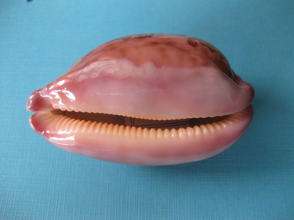 A view of the base of the shell. The overall colour is pink. The base shows a milky white overcast. Orange teeth line the aperture.