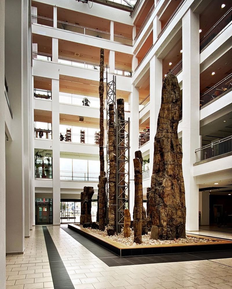 Photo of parts of fossilised trees, put upright inside the atrium of former apartment store in Chemnitz, Germany