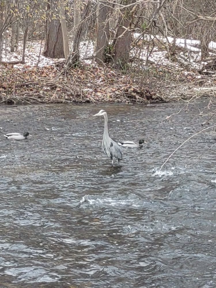 Heron standing in middle of shallow river with 2 mallard ducks floating behind him.