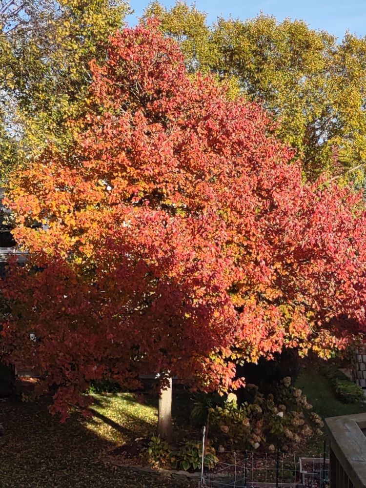 A maple tree with the fall sun shining on it,highlighting the red, yellow and green leaves.
