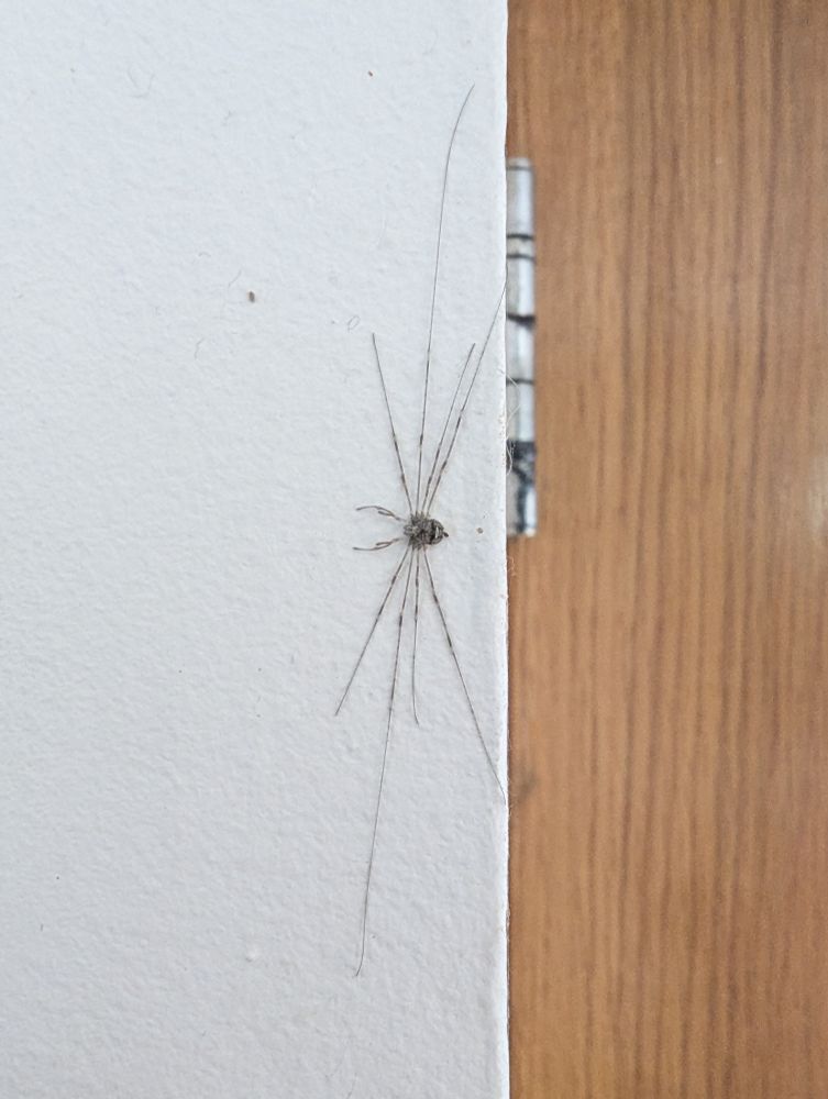 Harvestman, possibly fork palped 