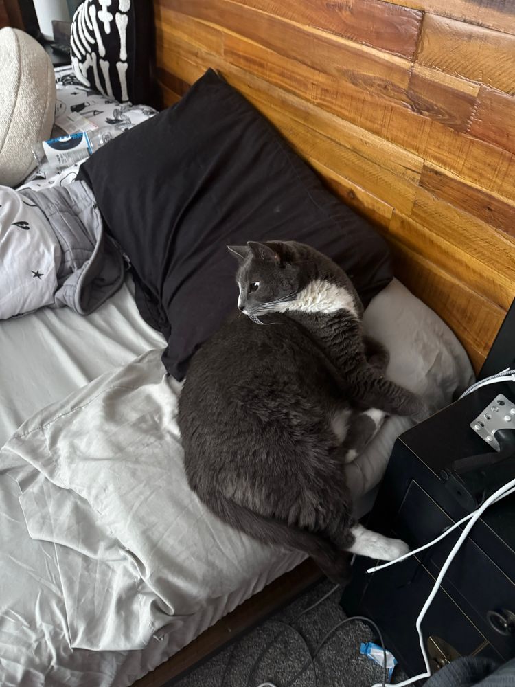 My small grey cat Tippi snuggled up on my pillow in bed, looking away from the camera 