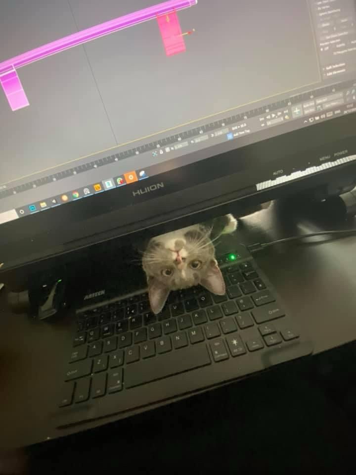 Tippi, my small grey cat, poking her head under my monitor on the desk, she looks very silly 