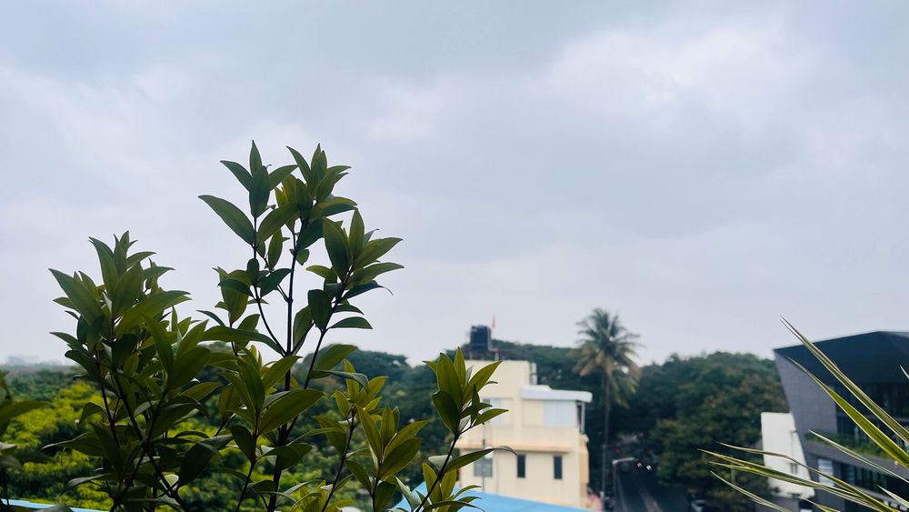 Photo of cloudy Bangalore sky with a plant in the foreground, taken from a terrace. 