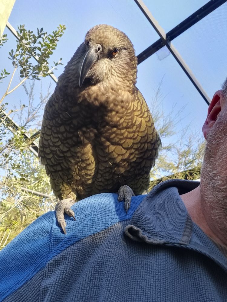 A photograph of a Kea perched on my shoulder. Kea is also known as Nestor Notabilis and is an alpine parrot from Aotearoa.