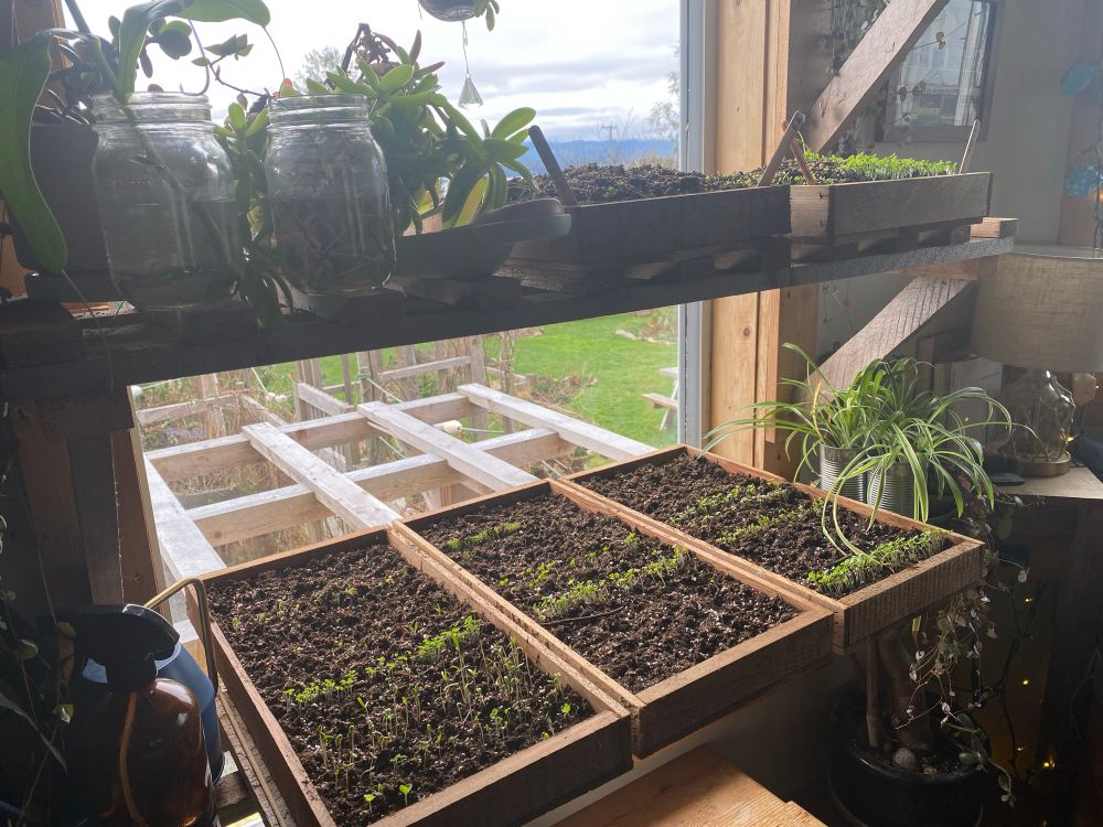 Shelves in a window full of wooden seed trays with some small seeds sprouting in soil in them
