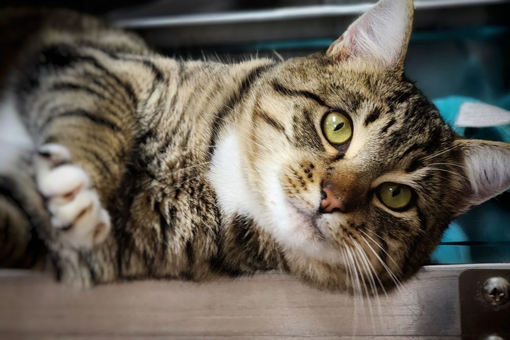 Picture of a cute tom cat