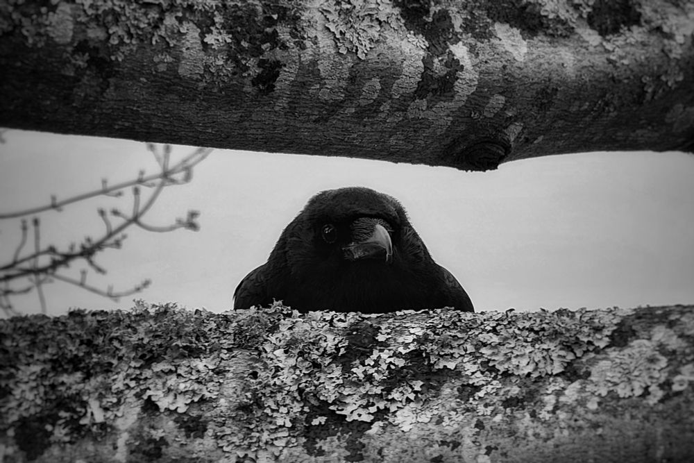 Black and white photo of a crow peaking through 2 horizontal branches. 