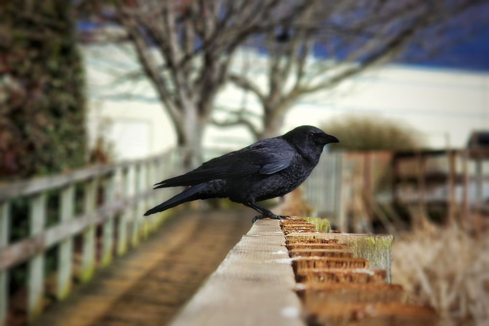 Color photo of a crow sitting on a fence