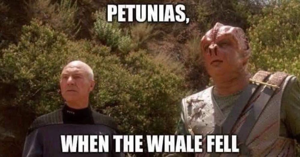Meme of a scene from the Star Trek TNG episode “Darmok” with Picard and Dathon. 
Text says “Petunias, when the whale fell”