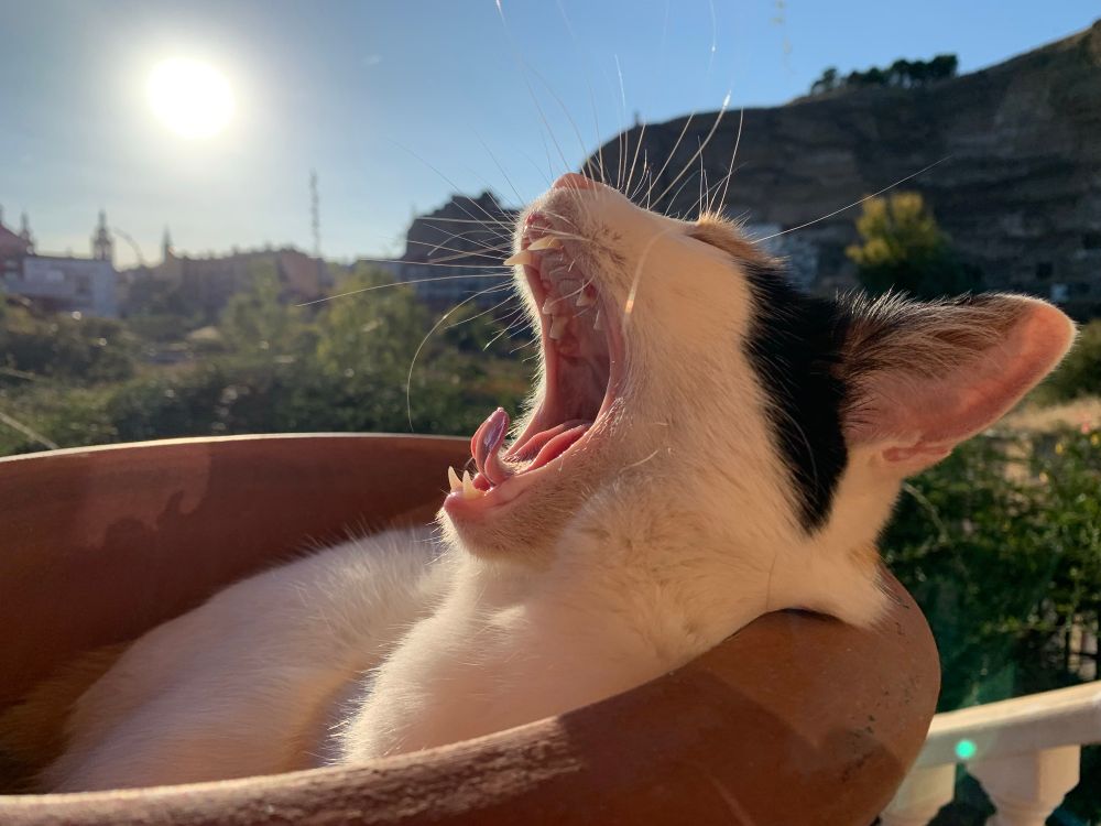 A calico cat inside an empty terracotta garden vase, yawning to the Sun, with cliffs and a skyline in the background and out of focus.