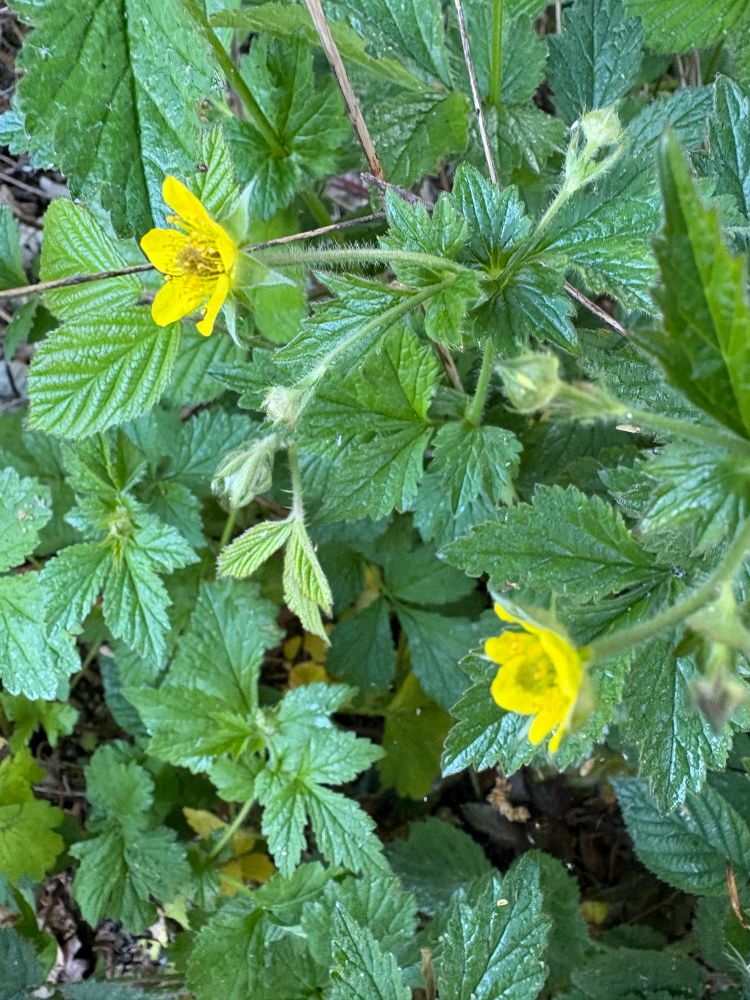 Wood avens - 2 yellow flowers are showing among the leaves 