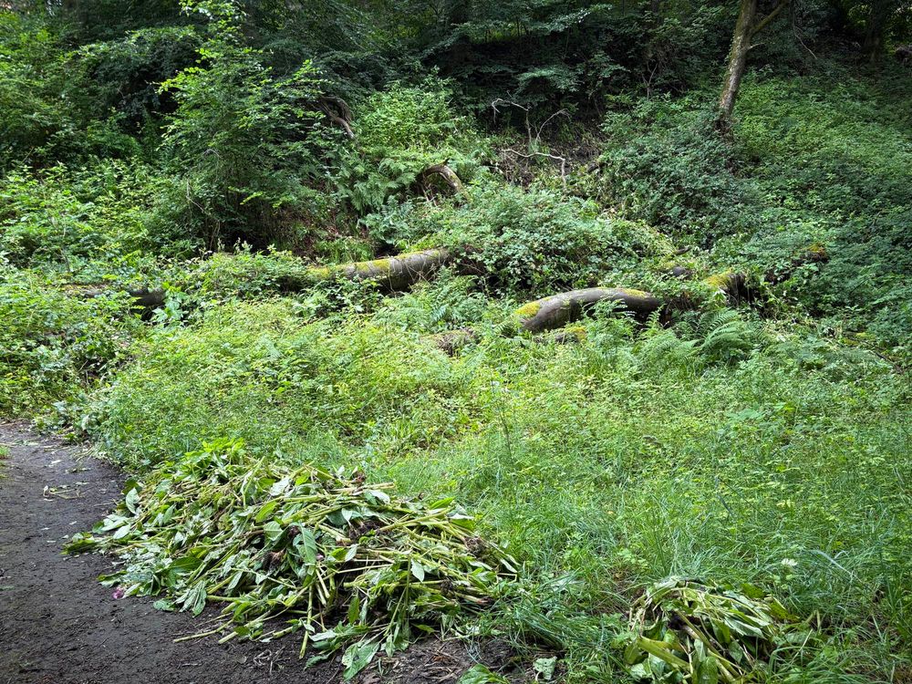 Another pile of balsam laid down at the side of a path in a woodland clearing
