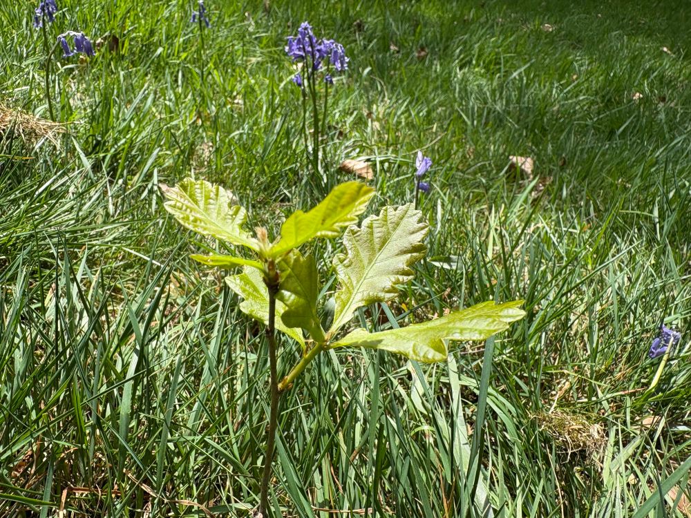 A seedling of an oak with a couple of bluebells behind 