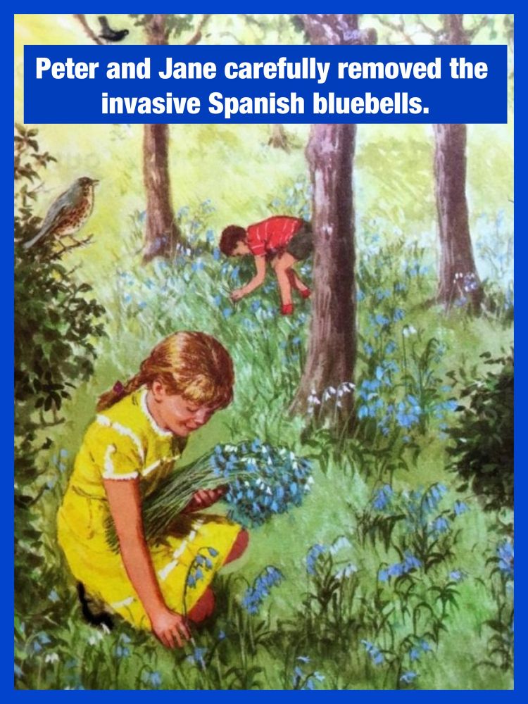 Ladybird book image retro style of a boy and girl picking bluebells. Text reads Peter and Jane carefully removed the Invasive Spanish bluebells
