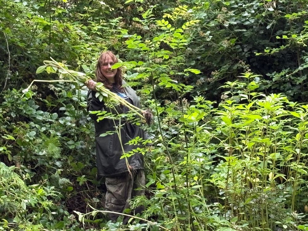 Deep in balsam up a hill I’m smiling with a bunch of balsam in my hand