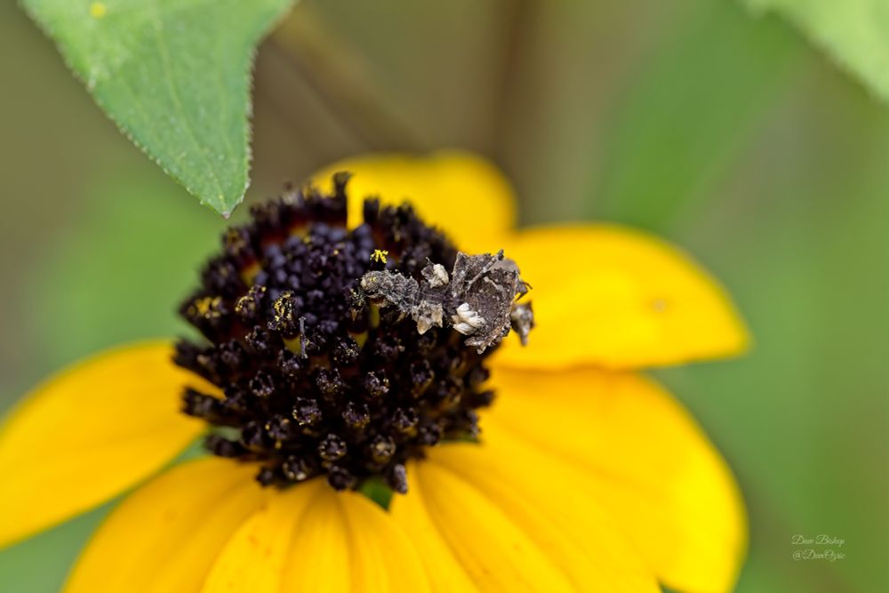 Wavy-lined Emerald moth caterpillar on Brown-eyed Susan flower