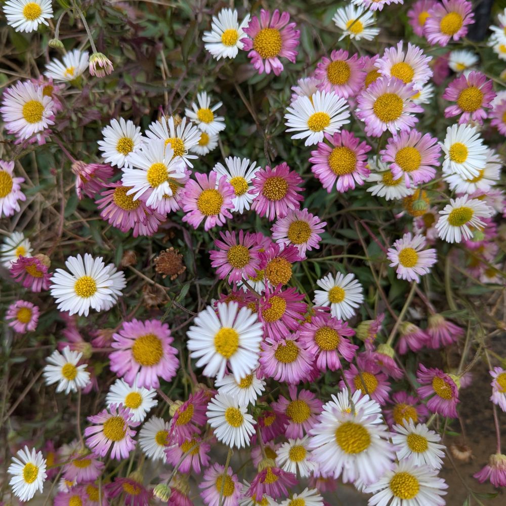 Mexican fleabane
