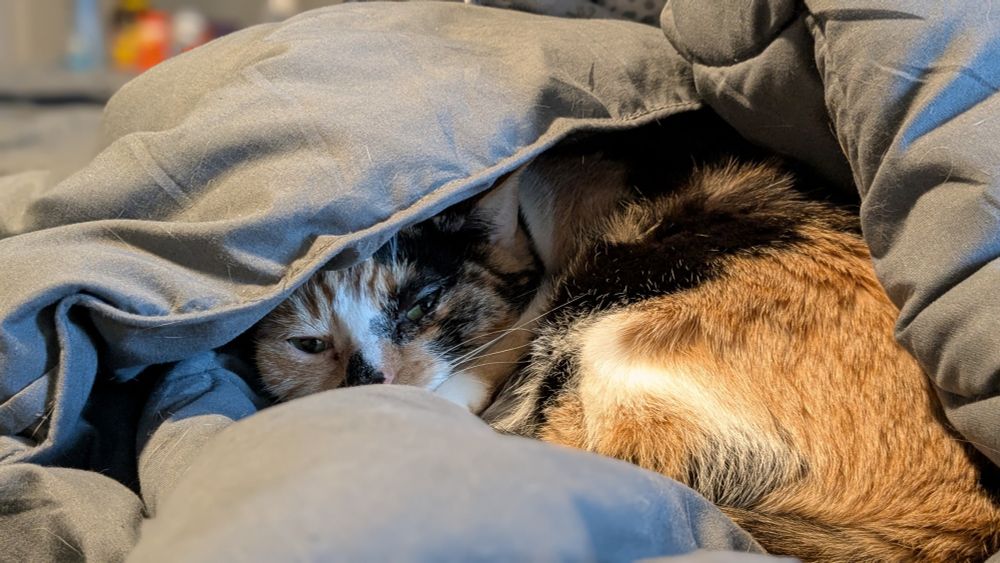 Tifa, the calico cat, tucked under the blankets.