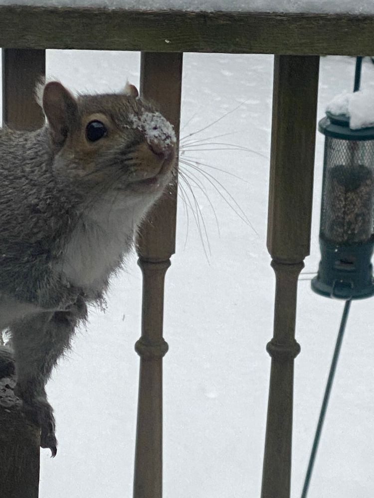 A grey squirrel on a wooden post in the snow, with a little bit of snow on their nose. 