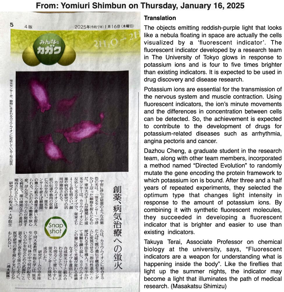 A photograph of a Japanese newspaper article describing chemical biology research. 
Translation: "The objects emitting reddish-purple light that looks like a nebula floating in space are actually the cells visualized by a ‘fluorescent indicator’. The fluorescent indicator developed by a research team in The University of Tokyo glows in response to potassium ions and is four to five times brighter than existing indicators. It is expected to be used in drug discovery and disease research.
Potassium ions are essential for the transmission of the nervous system and muscle contraction. Using fluorescent indicators, the ion’s minute movements and the differences in concentration between cells can be detected. So, the achievement is expected to contribute to the development of drugs for potassium-related diseases such as arrhythmia, angina pectoris and cancer.
Dazhou Cheng, a graduate student in the research team, along with other team members, incorporated a method named “Directed Evolution” to randomly mutate the gene encoding the protein framework to which potassium ion is bound. After three and a half years of repeated experiments, they selected the optimum type that changes light intensity in response to the amount of potassium ions. By combining it with synthetic fluorescent molecules, they succeeded in developing a fluorescent indicator that is brighter and easier to use than existing  indicators.
Takuya Terai, Associate Professor on chemical biology at the university, says, “Fluorescent indicators are a weapon for understanding what is happening inside the body”. Like the fireflies that light up the summer nights, the indicator may become a light that illuminates the path of medical research. (Masakatsu Shimizu)"