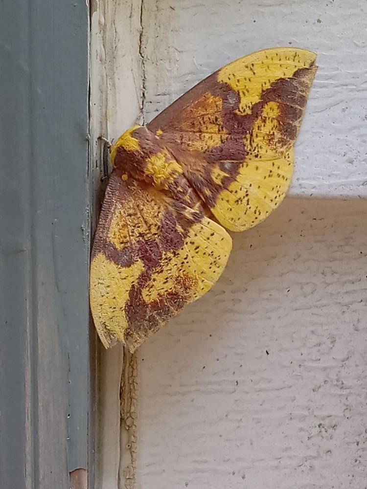 Yellow moth on white siding next to a faded blue door jamb