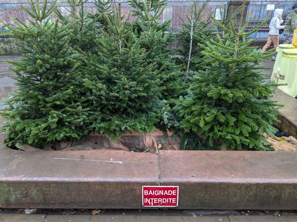 Un bassin vide dans lequel on a placé des sapins dans le cadre d'un marché de Noël. Le panneau habituel BAIGNADE INTERDITE est resté malgré l'absence d'eau.