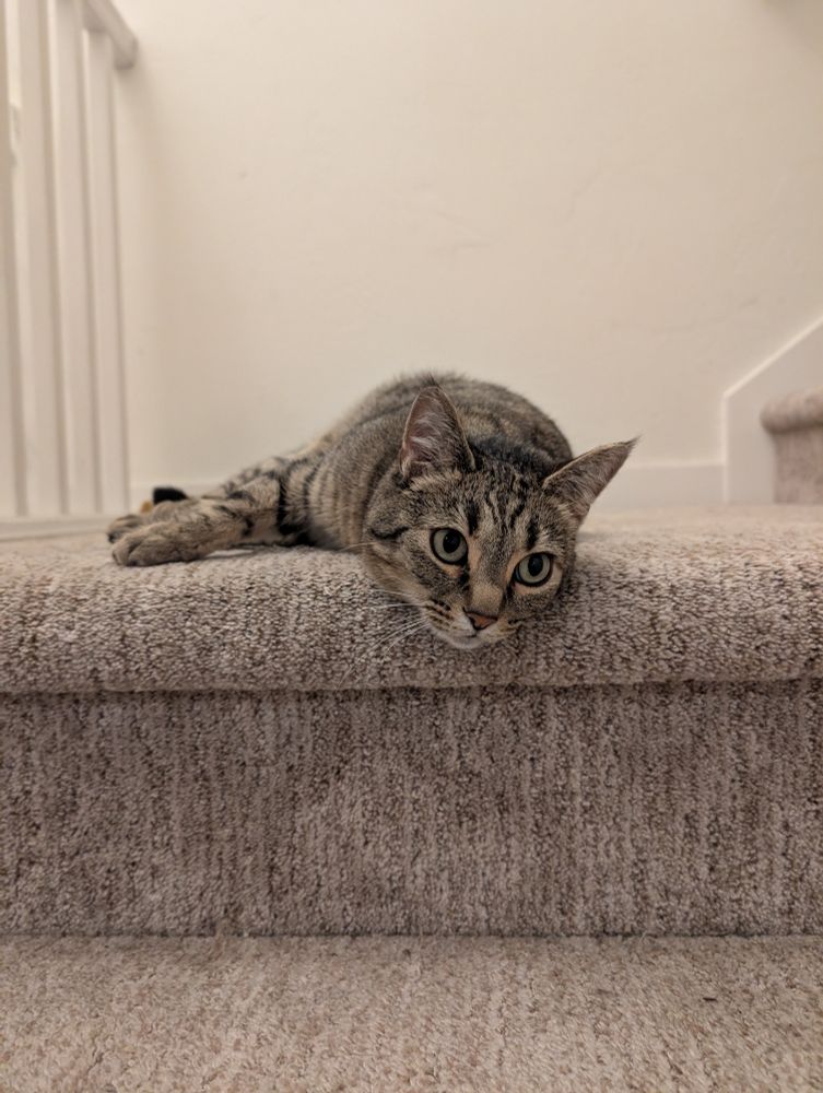 A brown/grey tabby cat hanging her head over a carpeted stair like a lil cutie