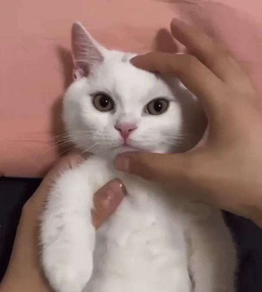 a person is petting a white cat 's face with their fingers .