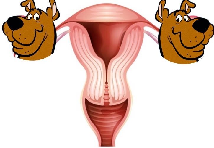 an illustration of fallopian tubes except there are two Scooby heads over the left and right sides