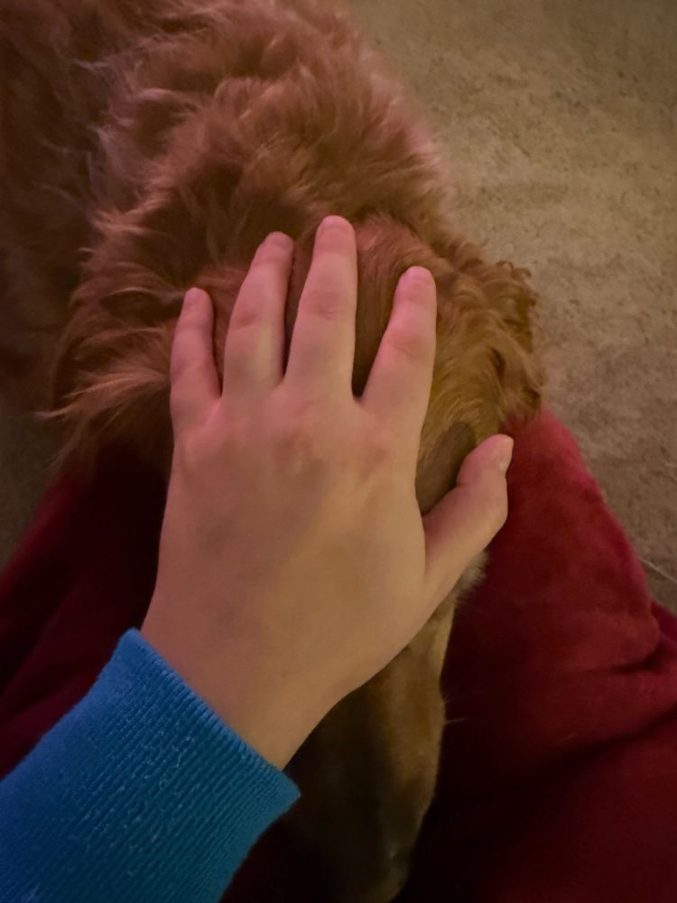 Photo of my left hand patting the head of a very good boy. Bailey the golden retriever rests his head on my lap