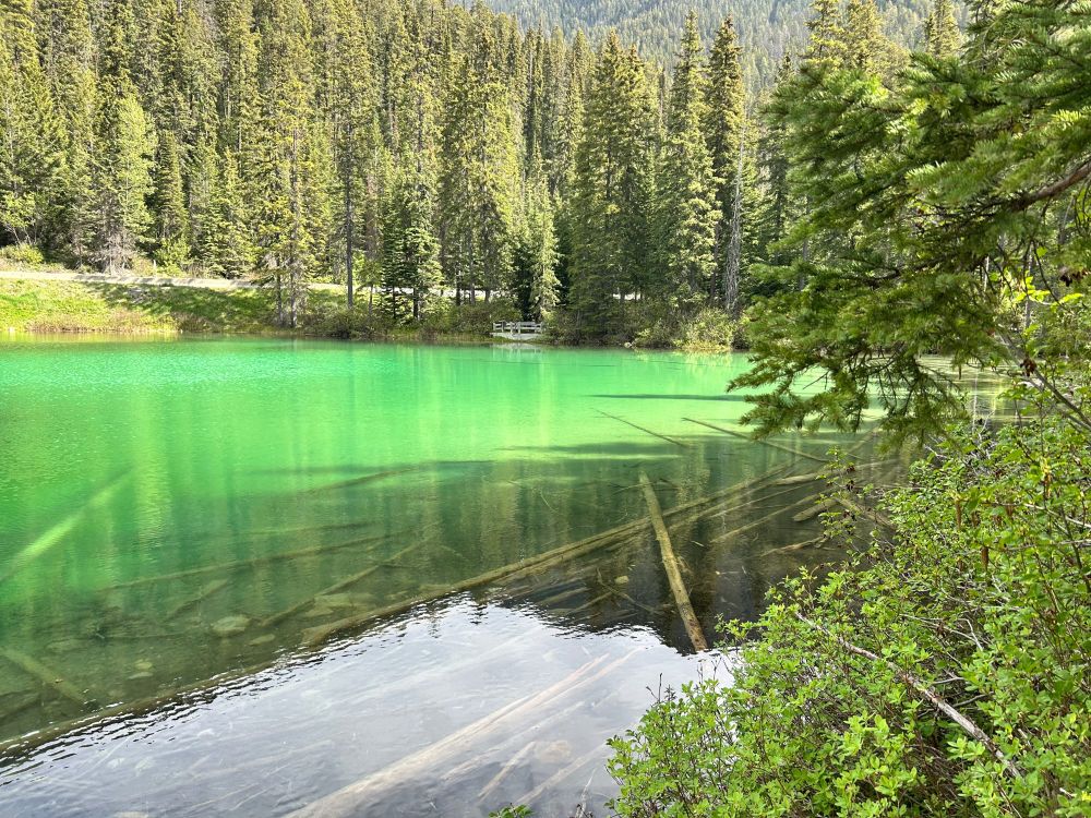A picture of Olive Lake. The background is full of pine trees. The lake is a vibrant green. There are fallen logs under the water. On the foreground at the right side, there is a bush full of leaves.