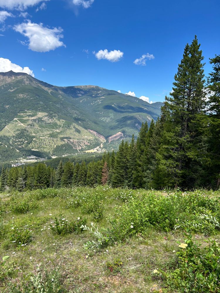 Picture of pine trees on the right side of the picture. There is a meadow of plants and small shrubs on the left side of the picture and mountains in the background. You can see shadows from the clouds on the moutains. the sky is mostly blue.