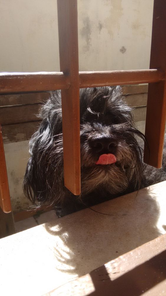 uma cachorrinha vira-lata peludinha preta com alguns pelos cinzas mostrando a língua numa janela com grades marrons