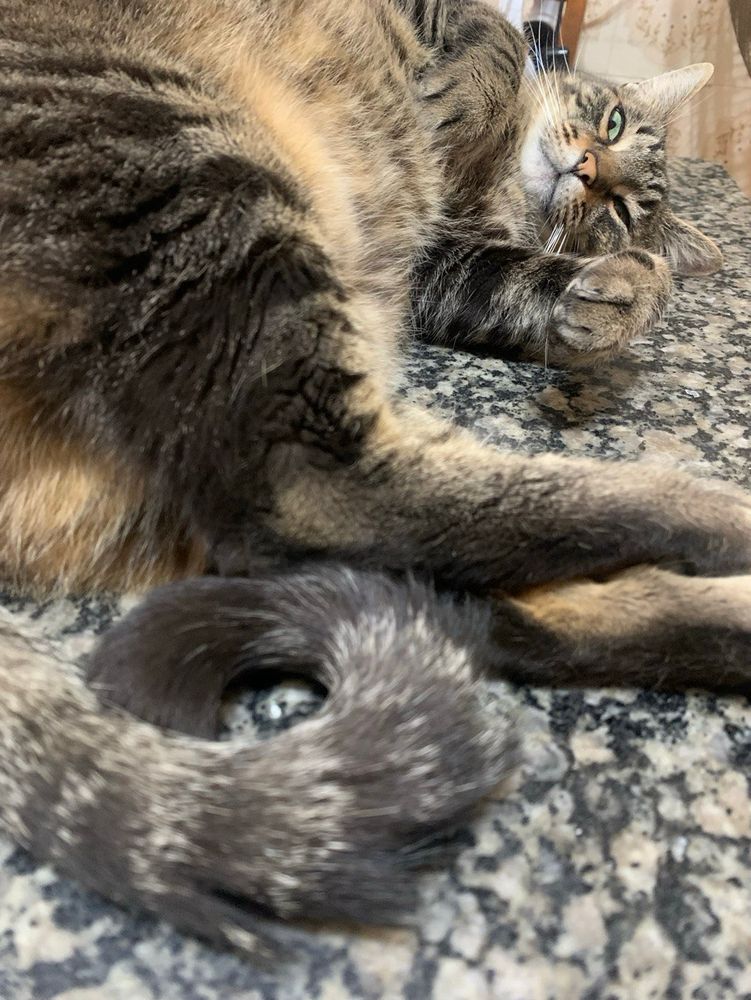Foto de um gato de pelo curto rajado e olhos amarelos. Ele está deitado de lado em cima de uma mesa cinza de mármore, olhando em direção da câmera, enquanto pisca o olho esquerdo de forma charmosa.
